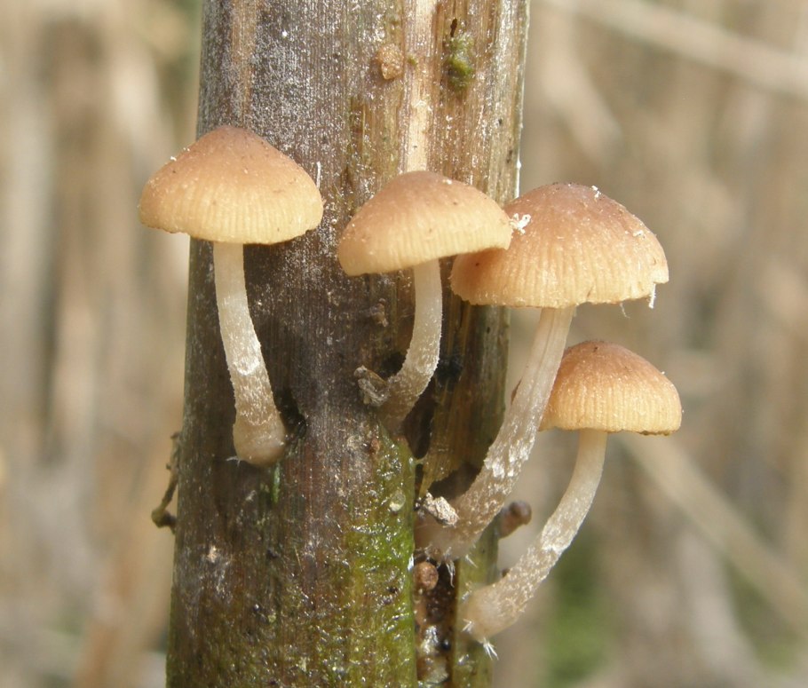 Псатирелла гриб фото