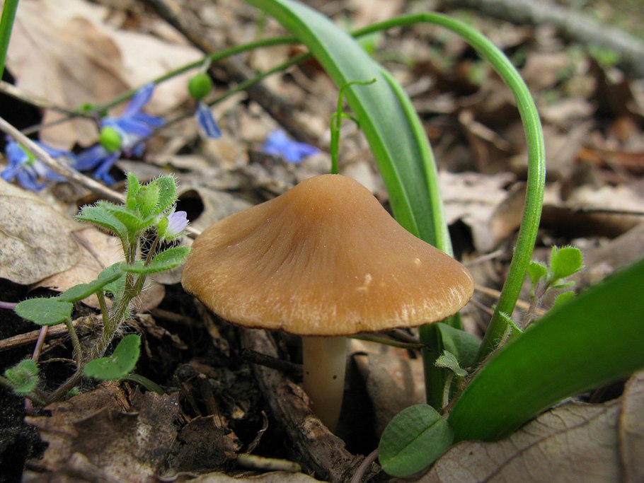 Псатирелла буро-серая