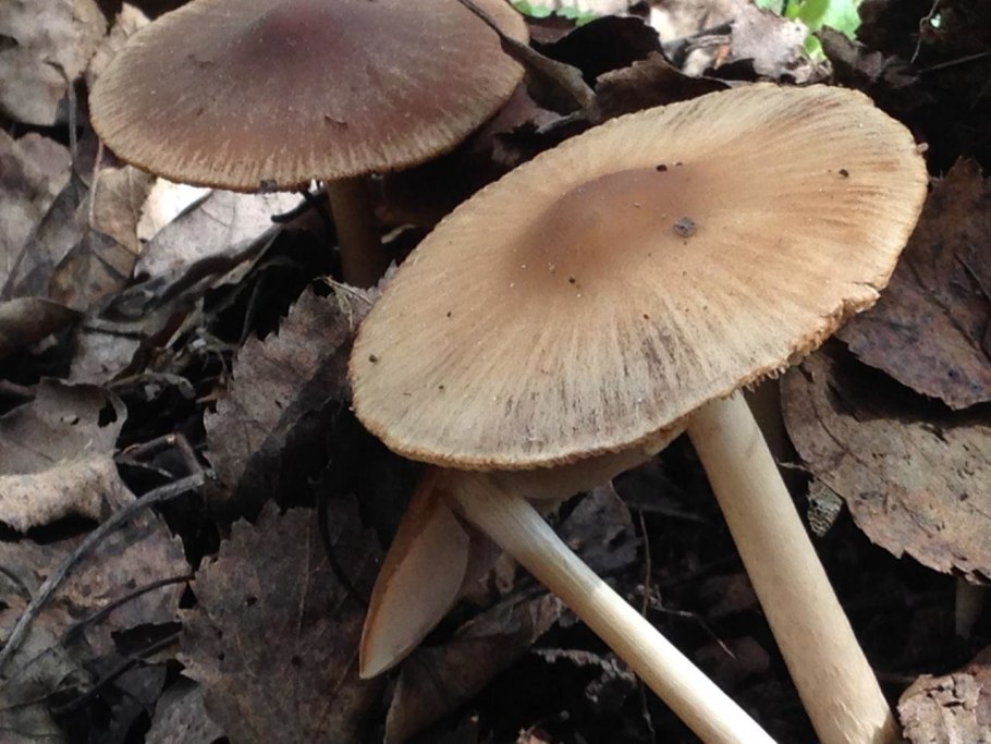 Псатирелла серо-бурая Psathyrella spadiceogrisea