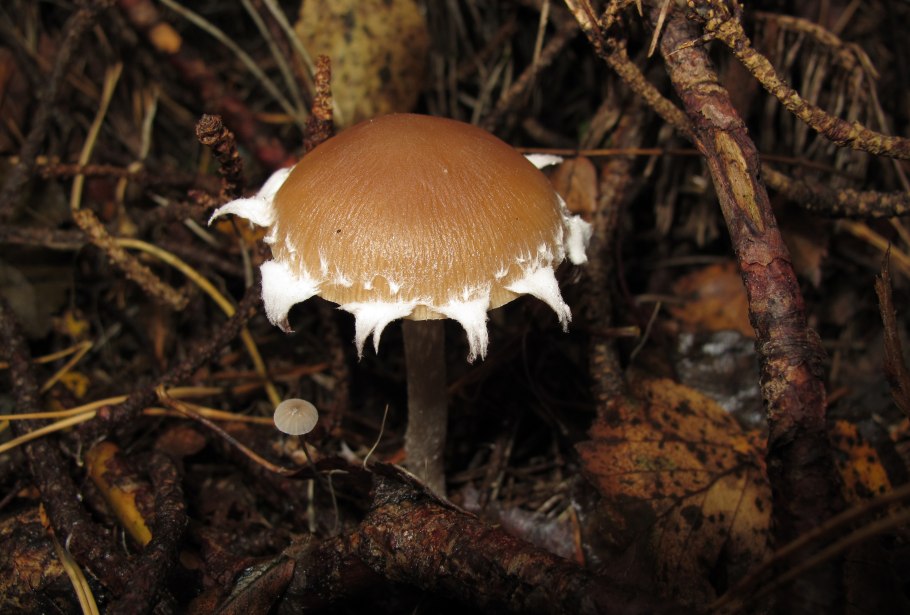 Psathyrella multipedata