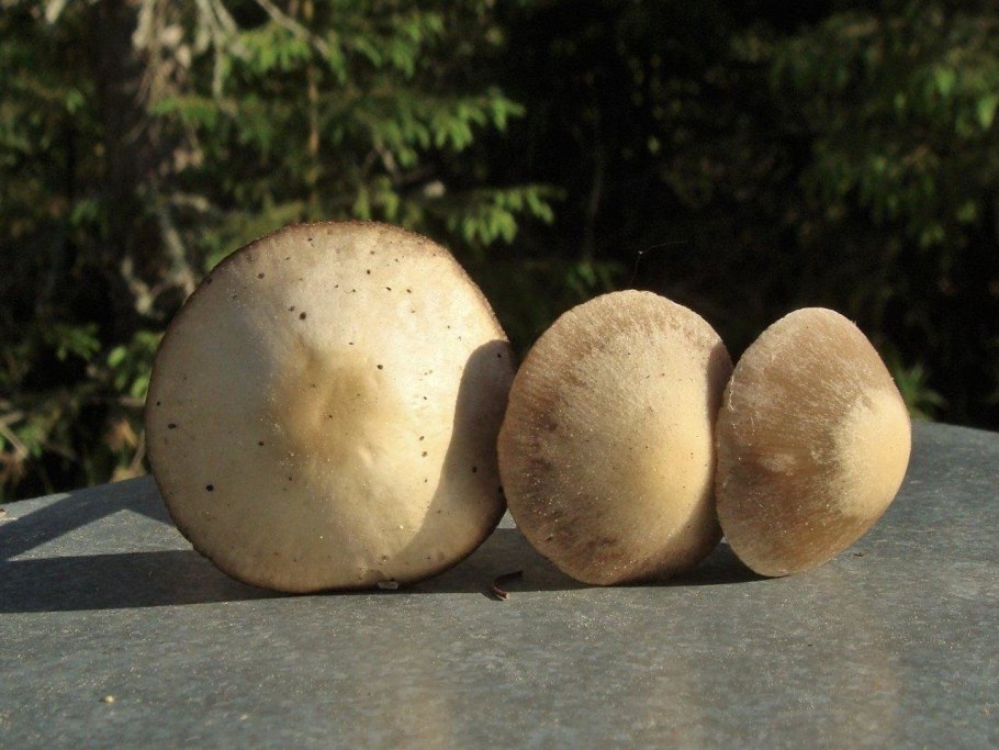 Псатирелла Олимпийская