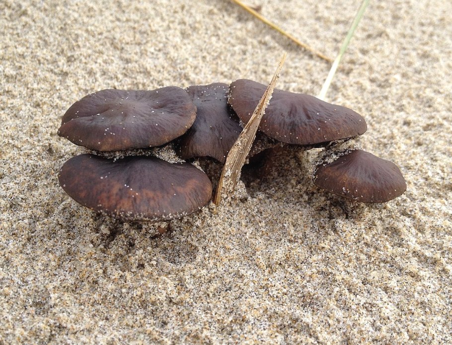 Ковыльник гриб