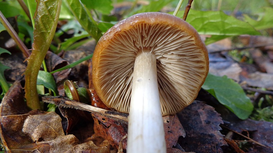 Псатирелла коническая (Psathyrella conopilus)