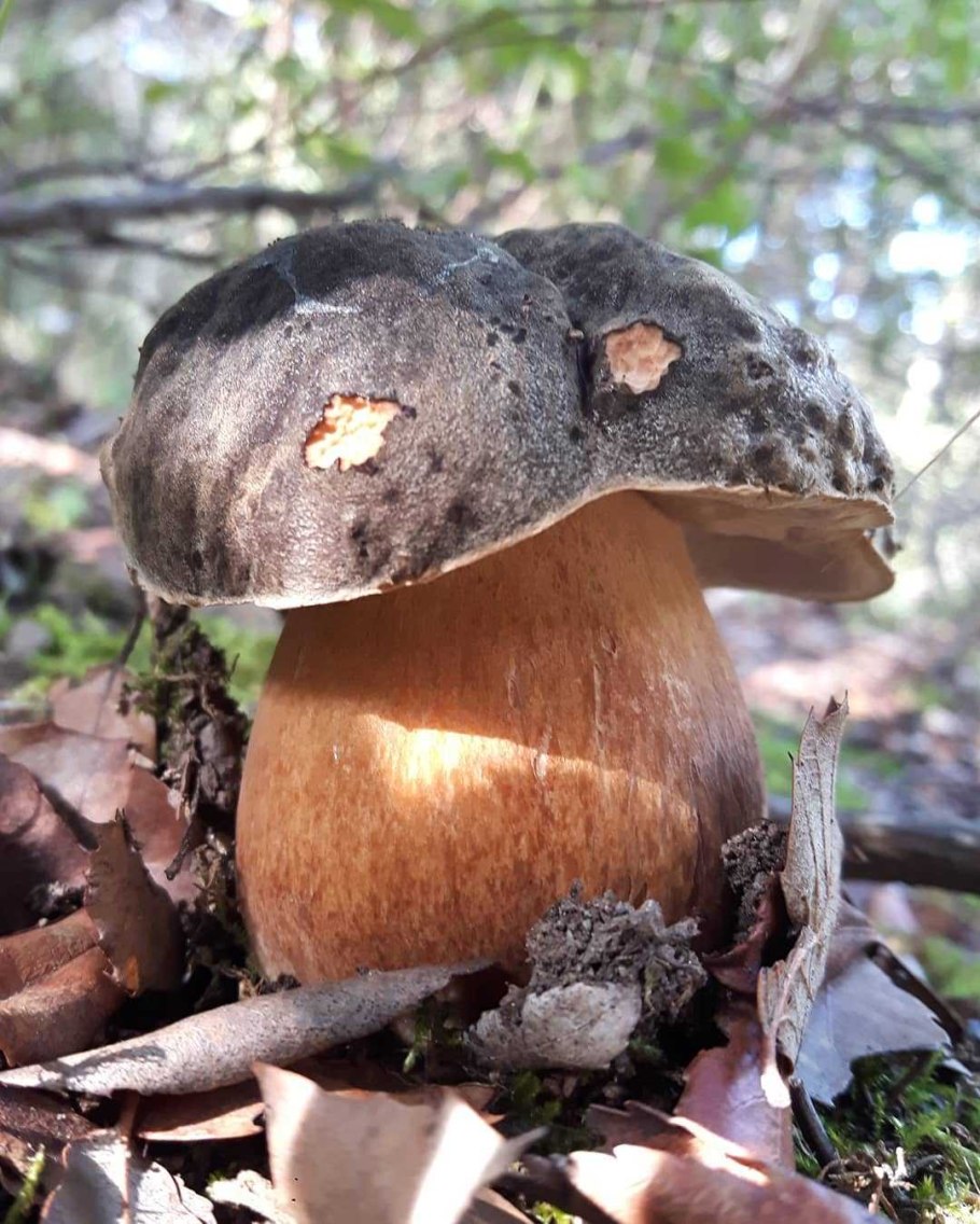 Белый гриб бронзовый Boletus aereus