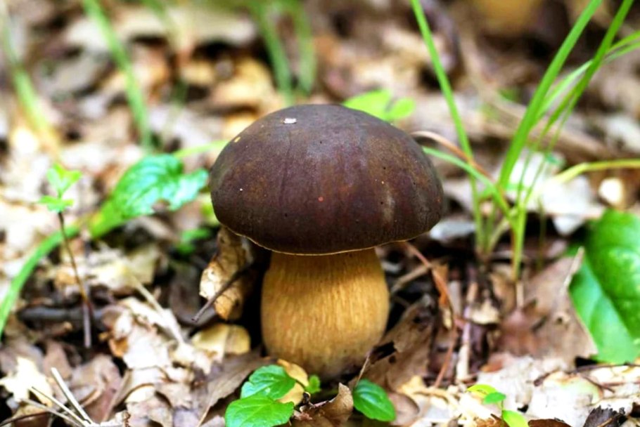Белый гриб бронзовый Boletus aereus
