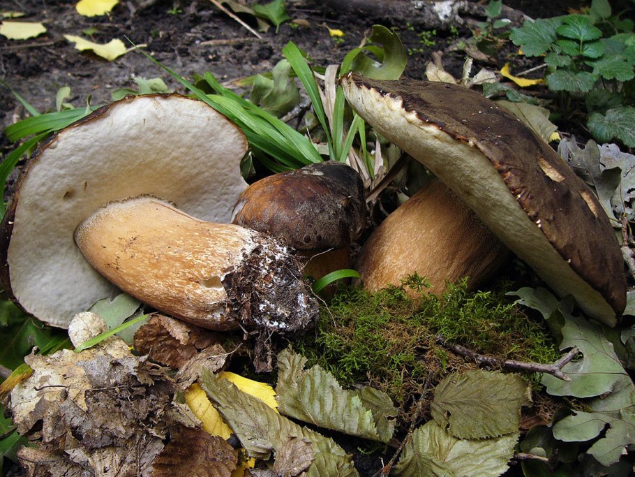 Белый гриб бронзовый Boletus aereus