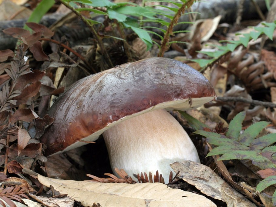 Белый гриб бронзовый Boletus aereus