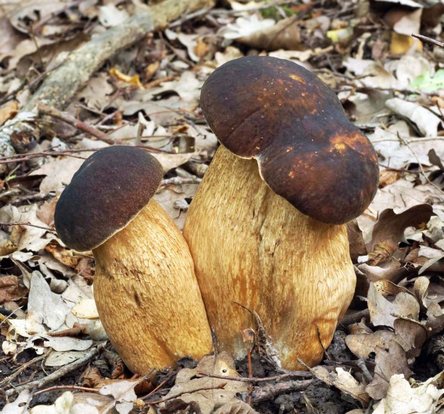 Боровик бронзовый Boletus aereus