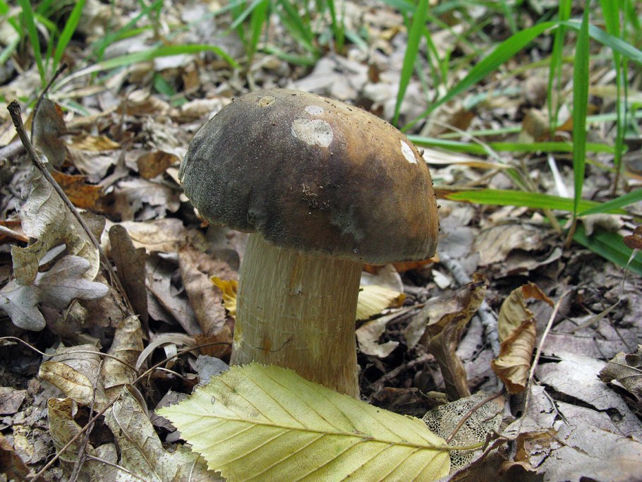 Белый гриб бронзовый Boletus aereus