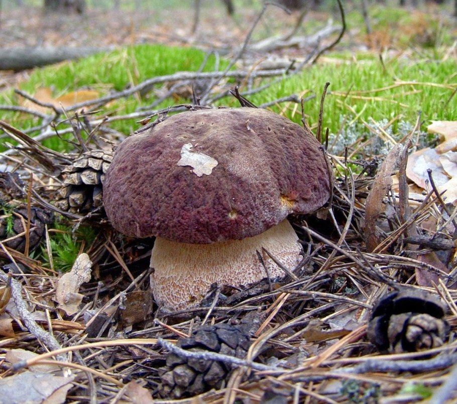 Боровик припудренный