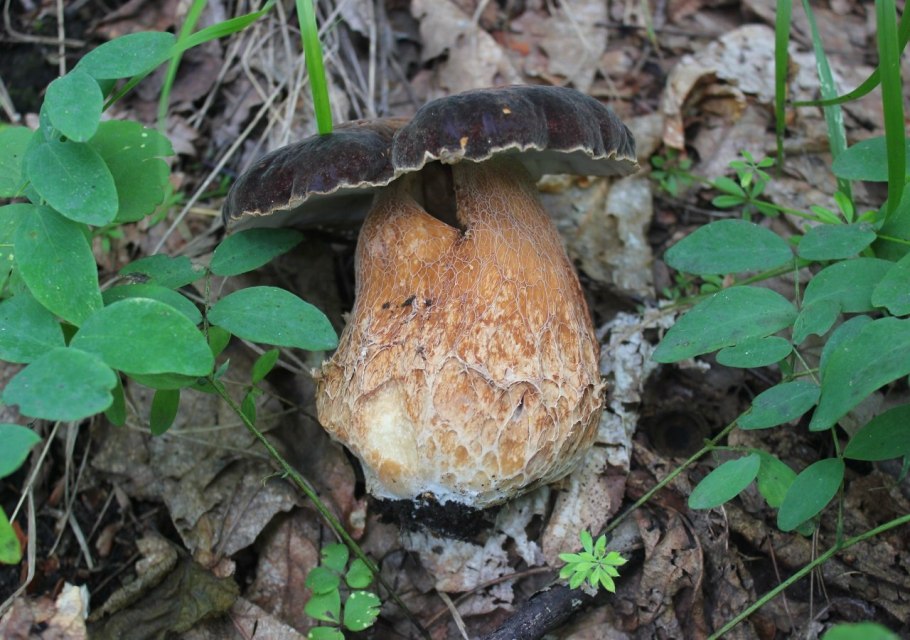 Боровик волчий boletus lupinus