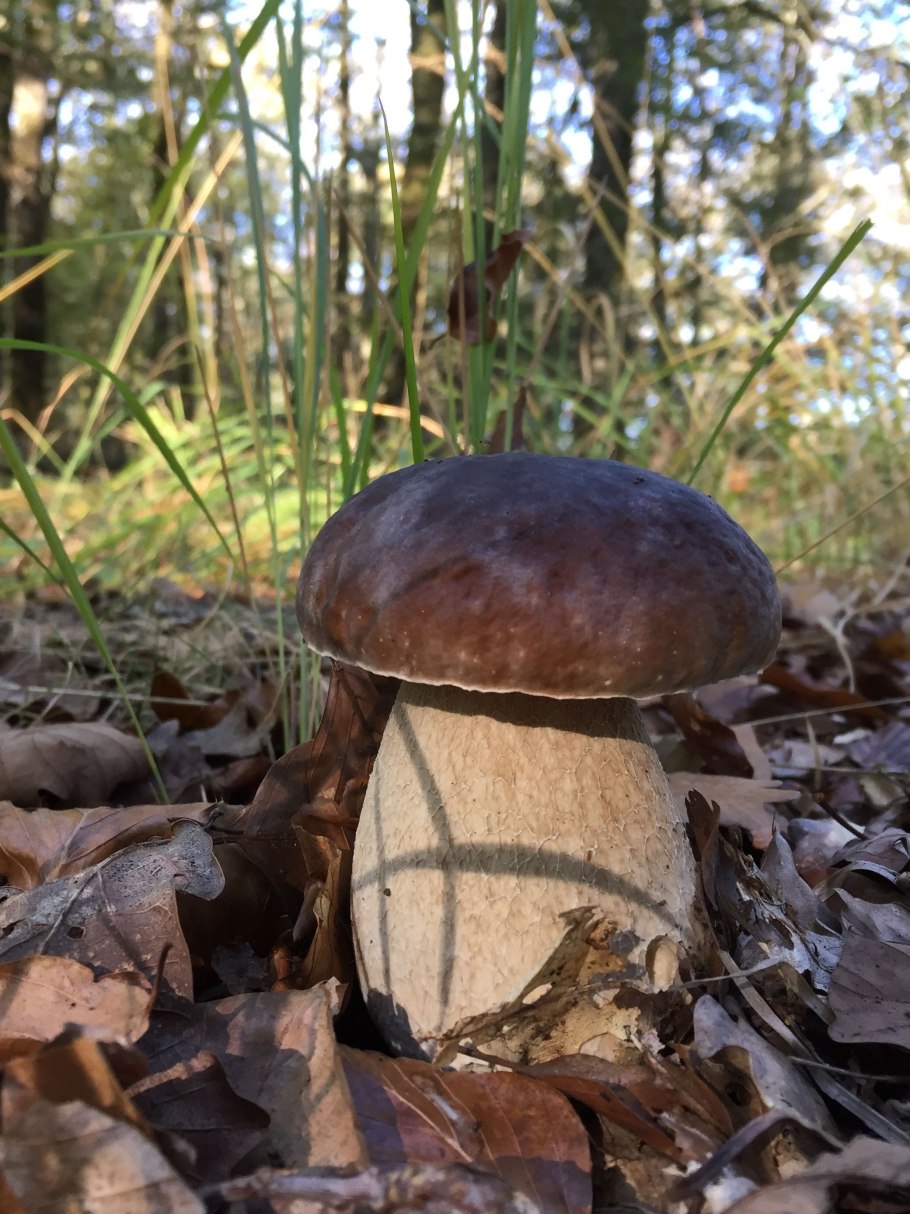 Боровик гриб