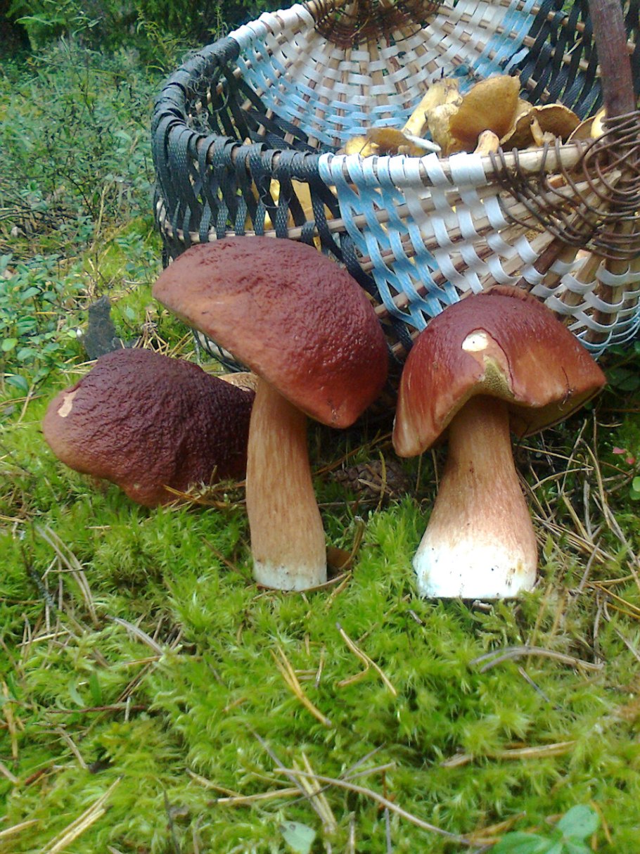 Porcini, also known as cep Mushrooms,
