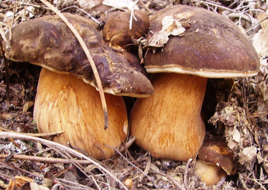 Боровик бронзовый