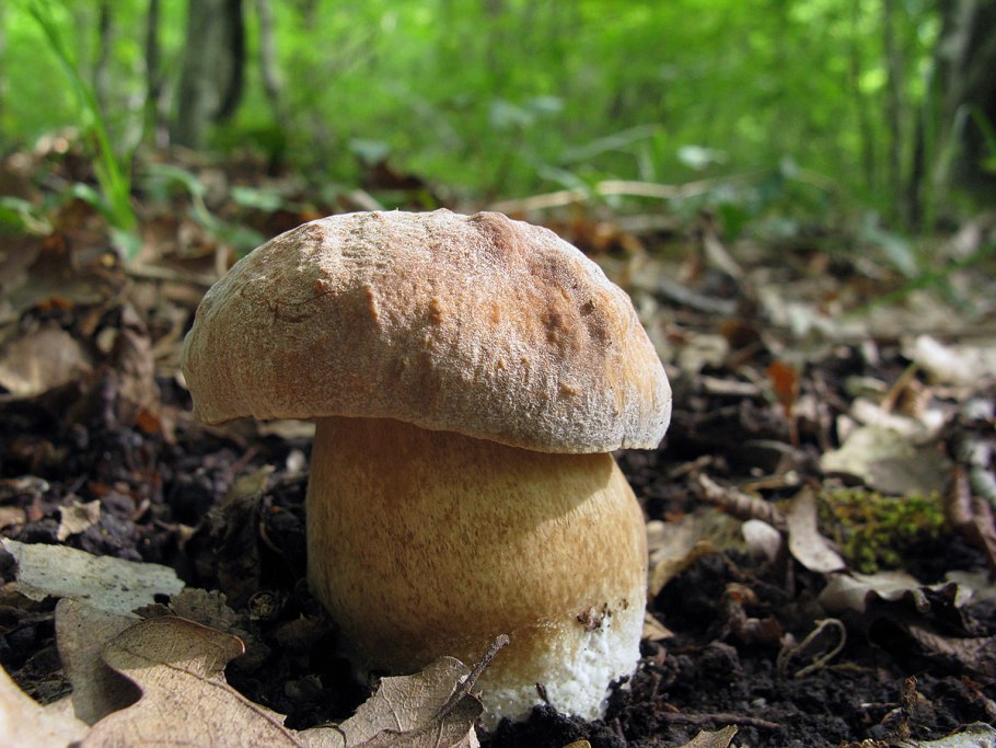 Боровик бронзовый Boletus aereus