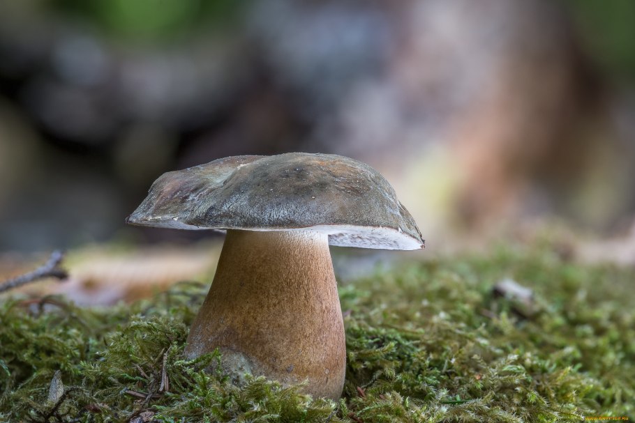 Плотный белый гриб внутри черный