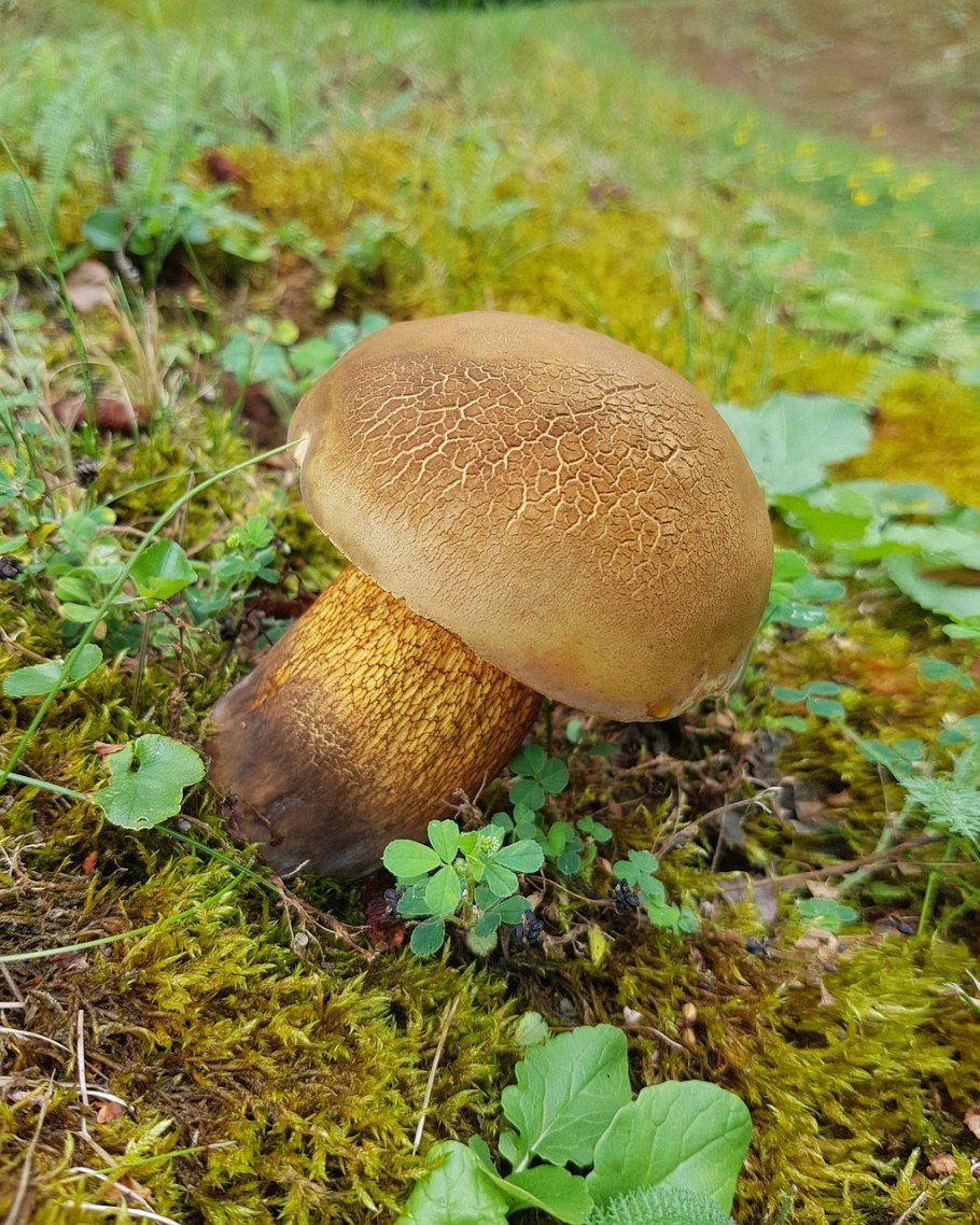 Белый гриб в Забайкалье