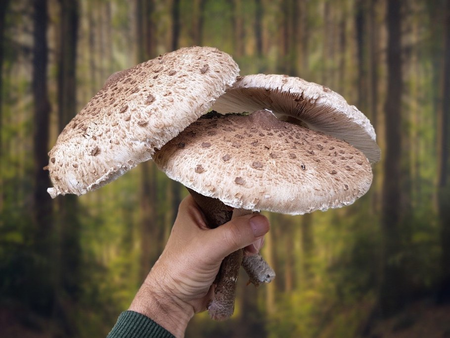 Macrolepiota procera гриб