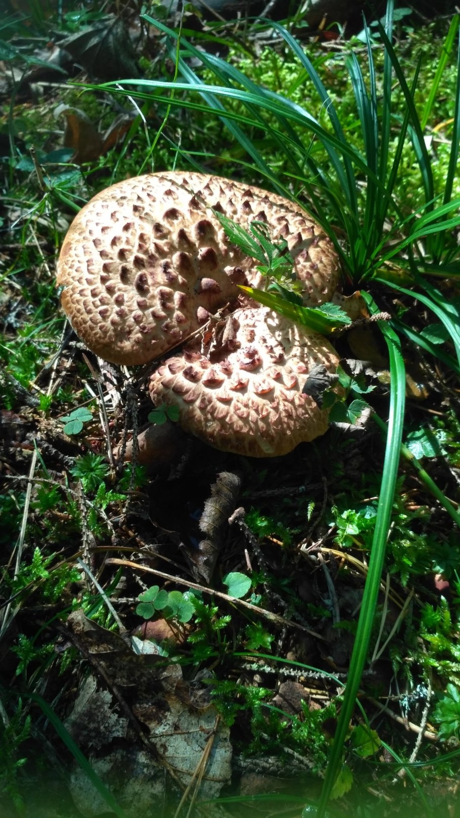 Зонтик пёстрый Macrolepiota procera