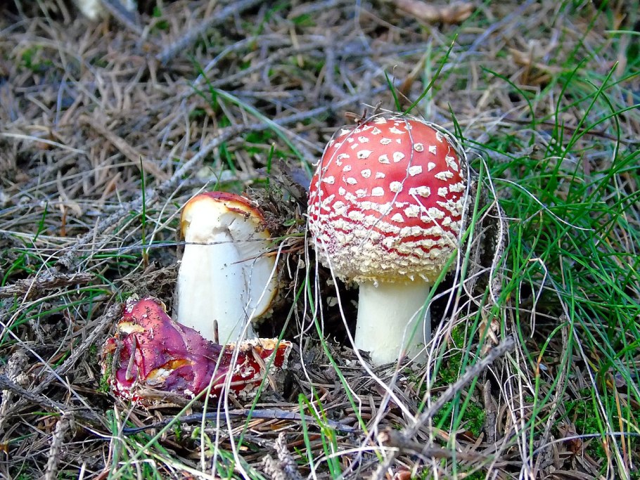 Гриб-зонтик белый Macrolepiota excoriata