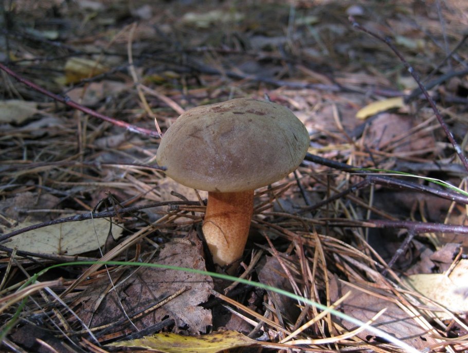 Боровик красно-желтый (Boletus rhodoxanthus)