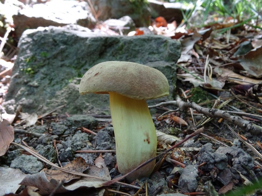 Маховик гриб синеет на срезе