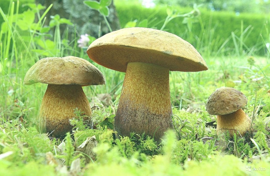 Гиропорус синеющий, синяк