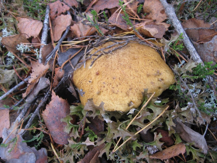 Масленок тэллэй