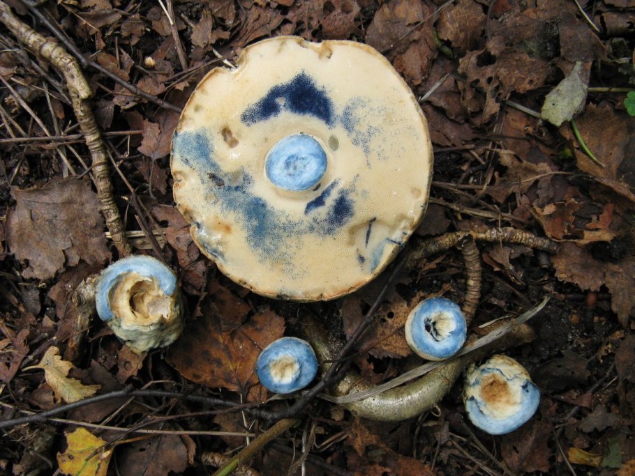 Синюшник гриб