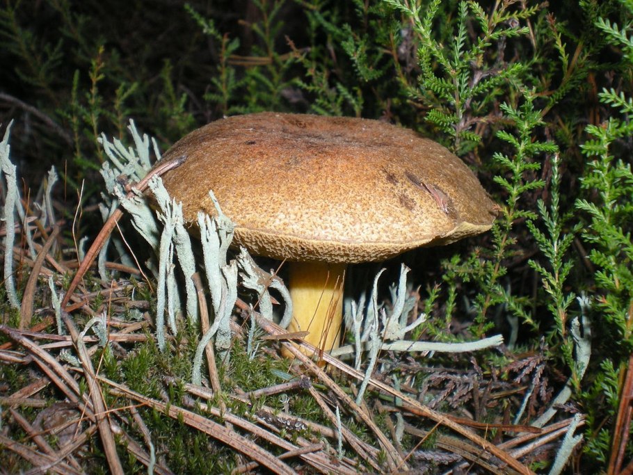 Моховик пестрый гриб