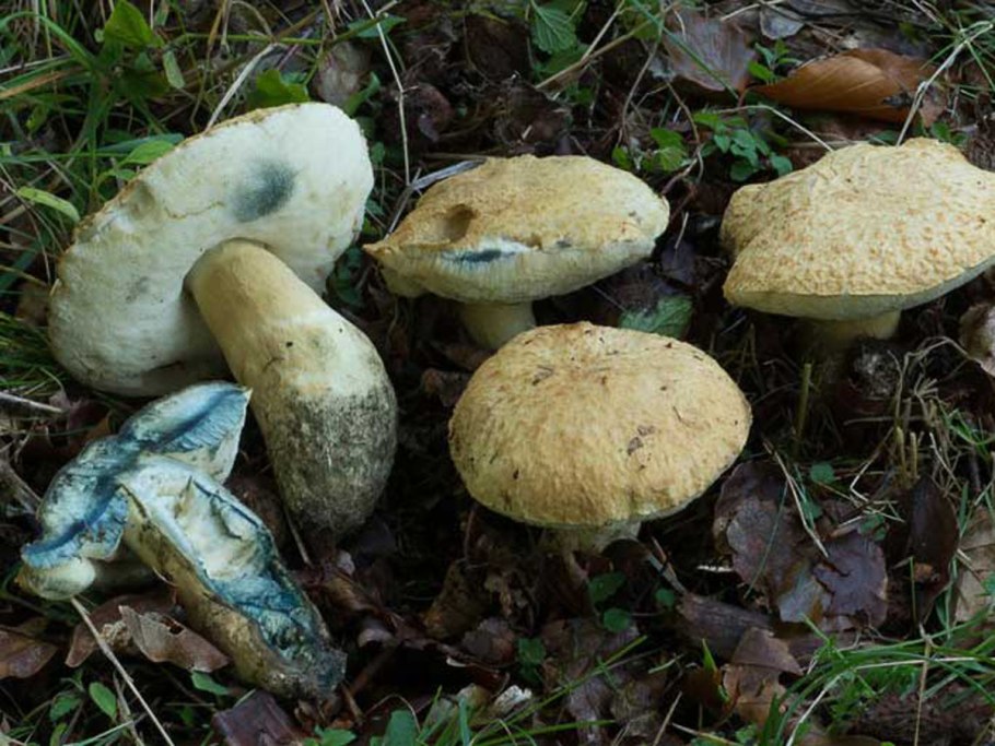 Грибы в Архангельске