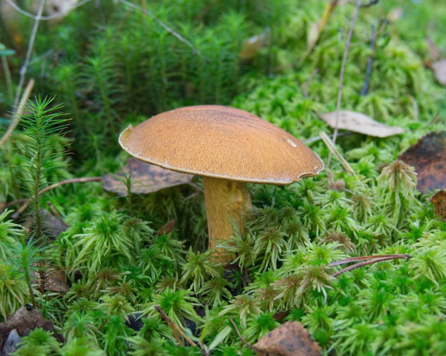 Leccinum scabrum Russian