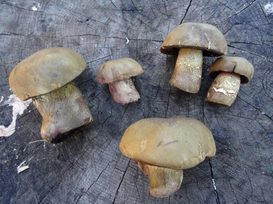 Боровик Юнквилля (Boletus junquilleus)