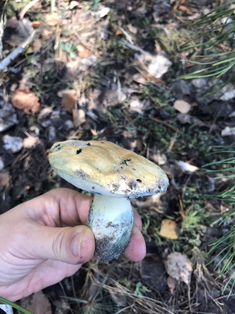 68 Километр грибы