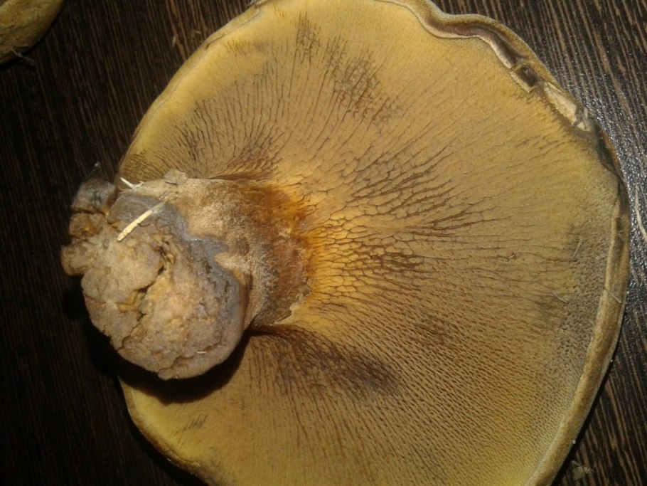 Гриб моховик лиственничный