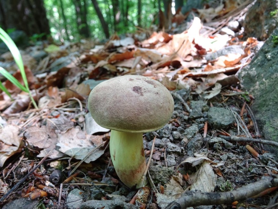 Гриб синяк съедобный