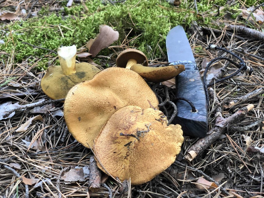 Гиропорус синеющий (Gyroporus cyanescens)