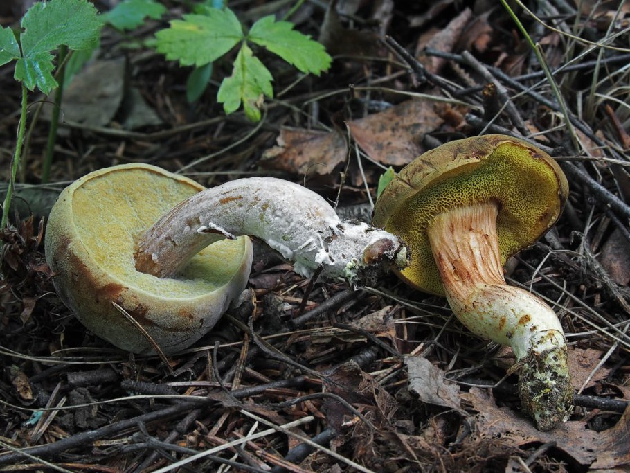 Xerocomus ferrugineus