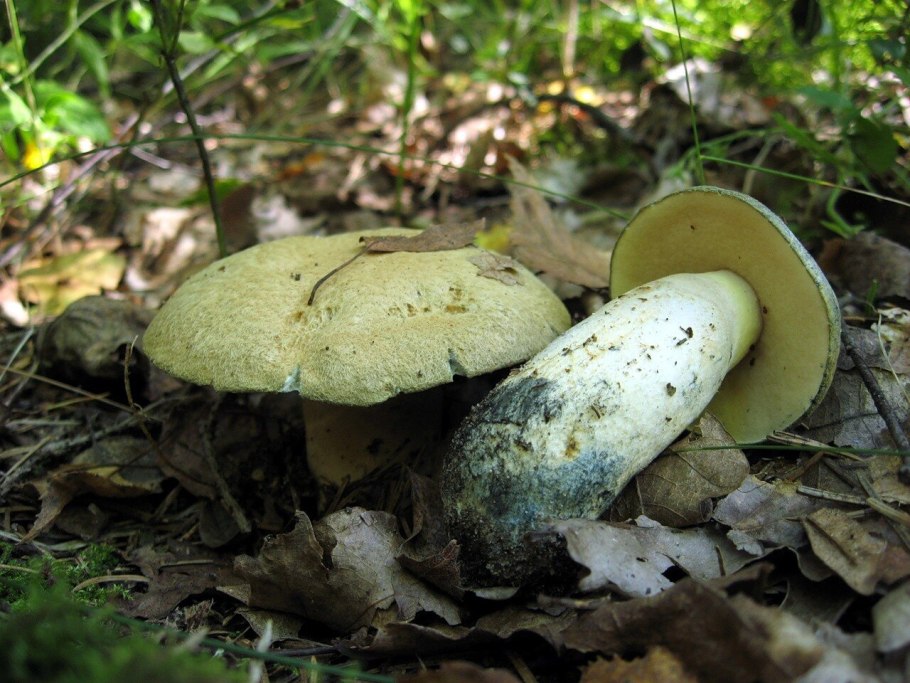 Гиропор синеющий или синяк