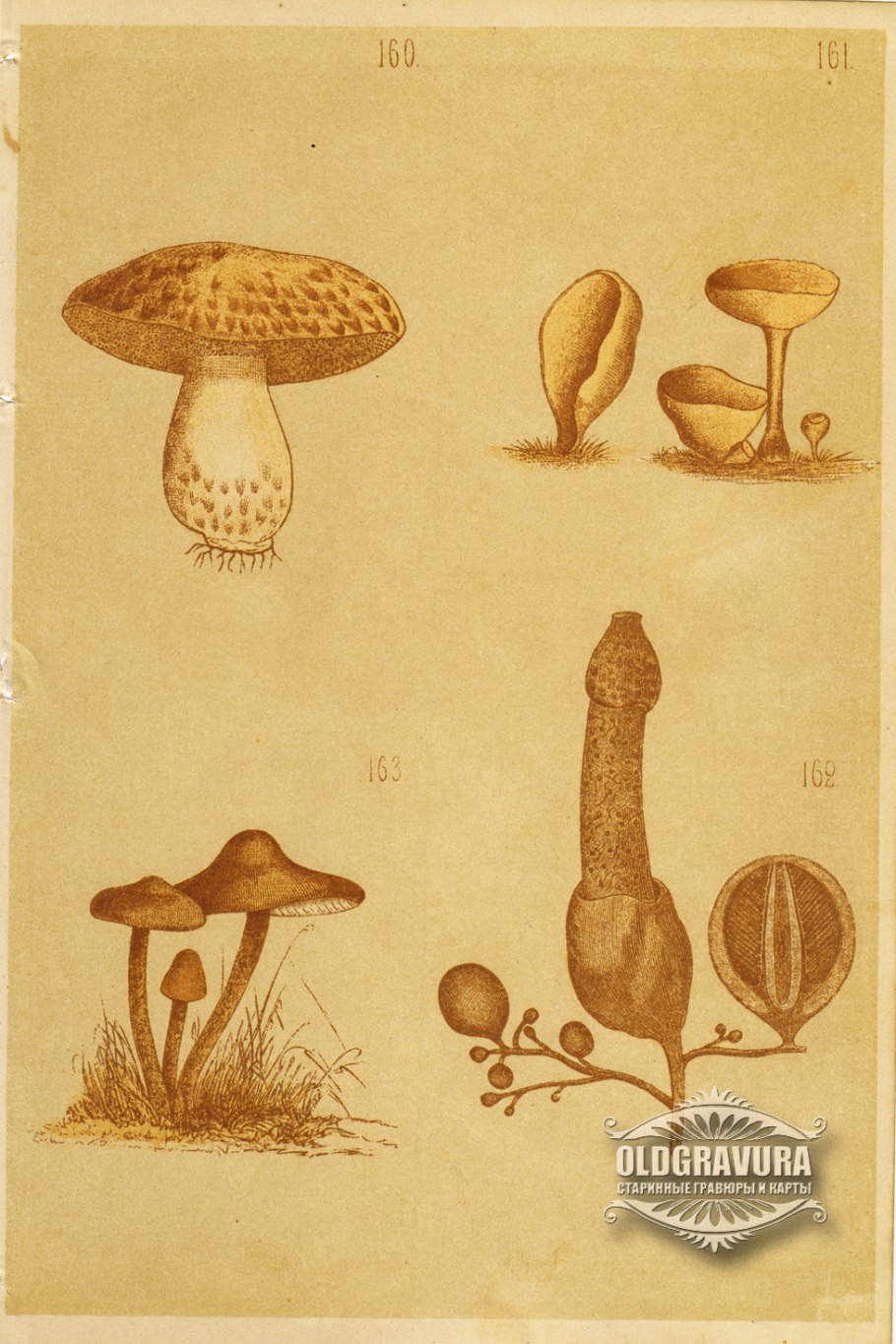 Гриб синяк Гиропорус