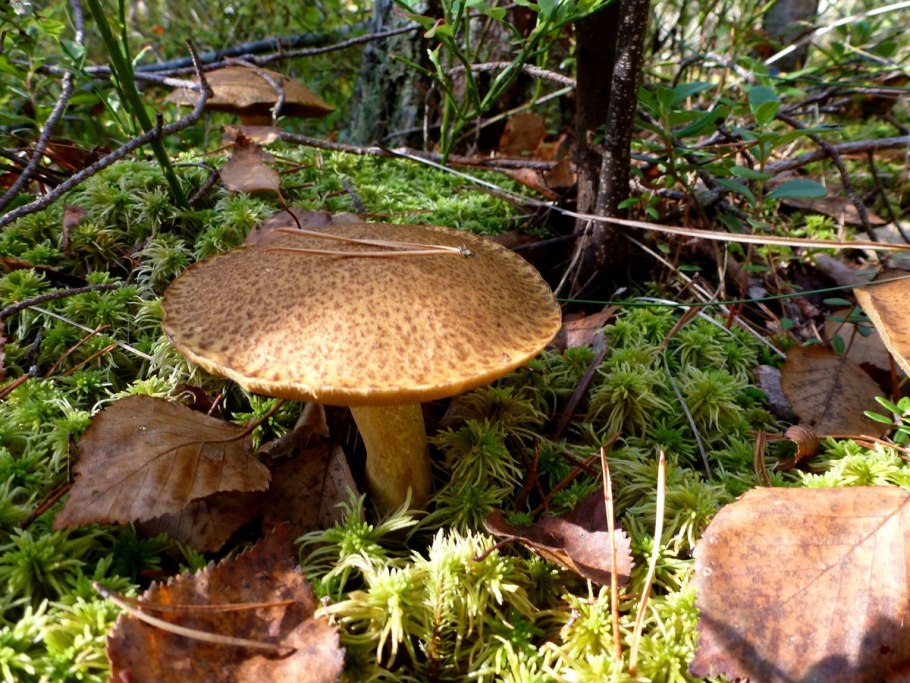 Гриб моховик лиственничный