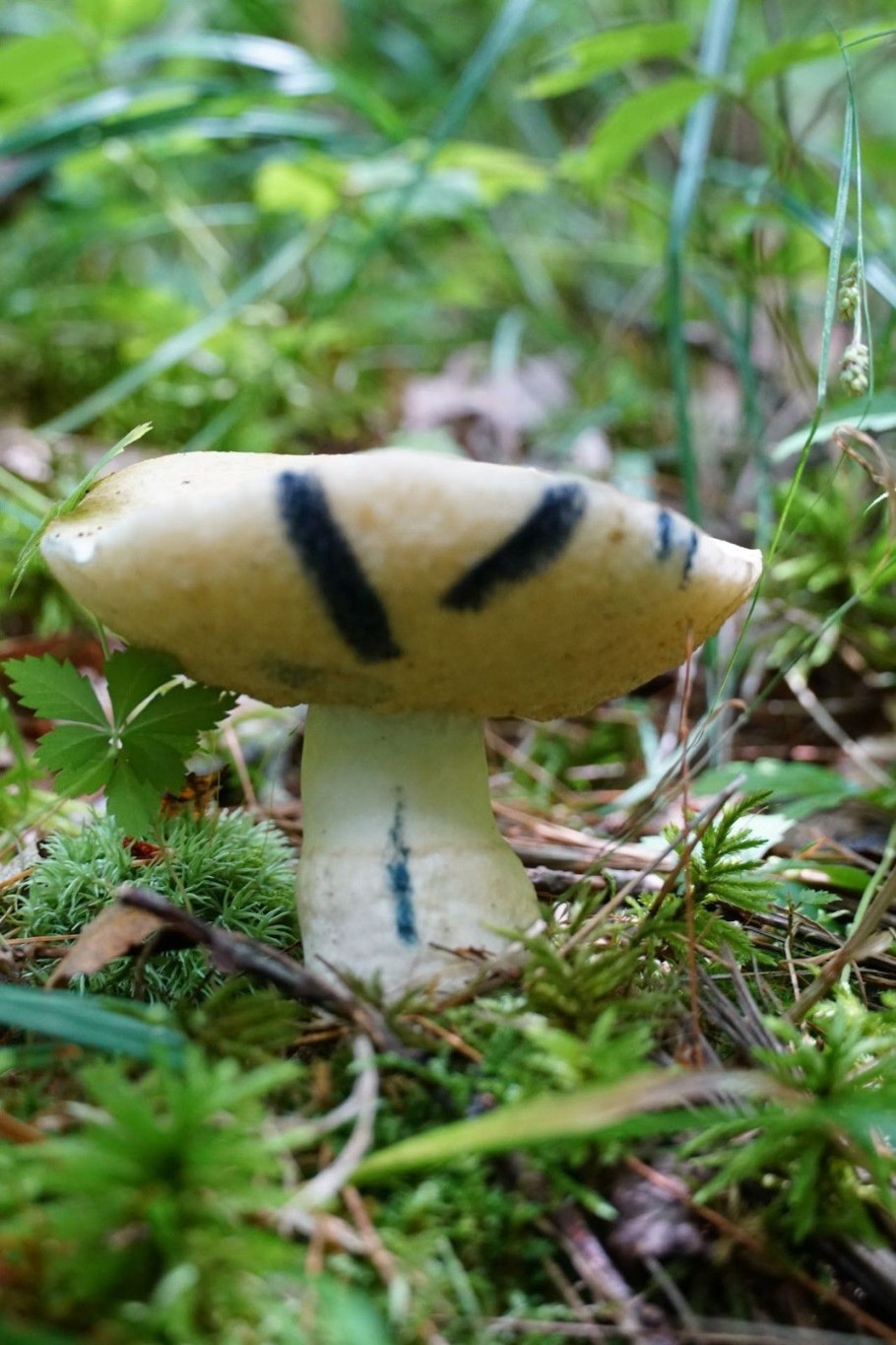 Гриб моховик лиственничный