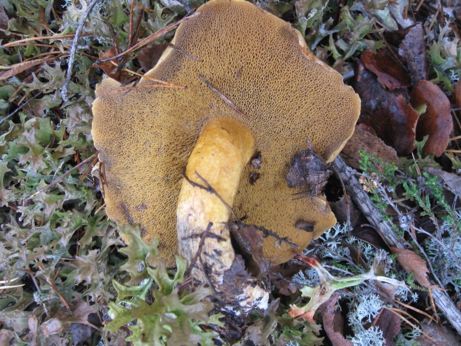 Дубовик синеющий