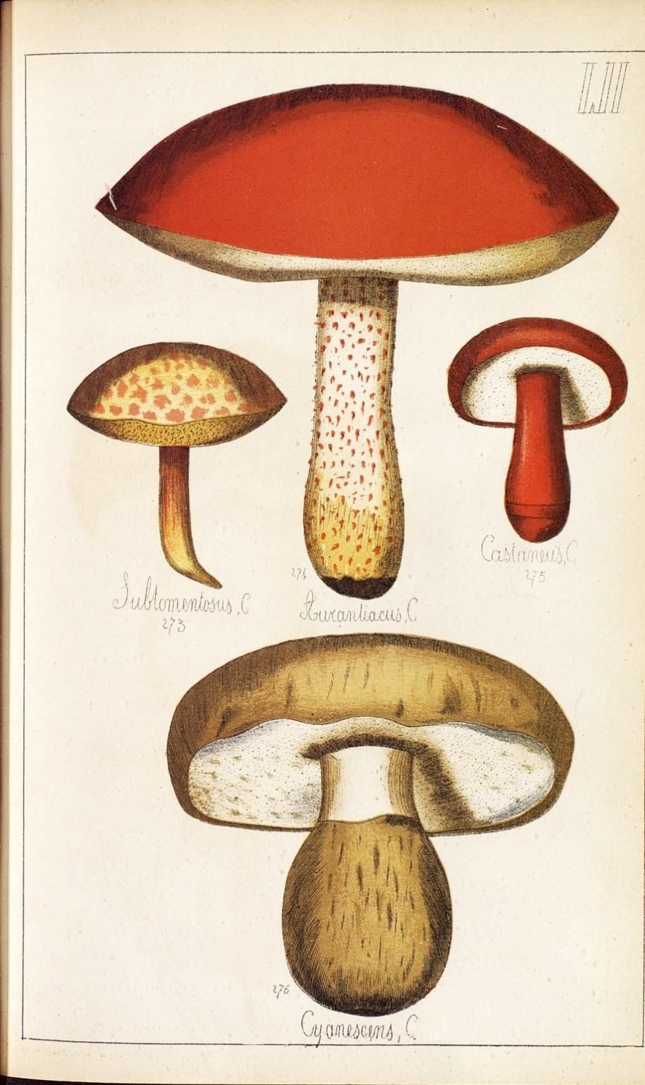 Моховик золотистый гриб