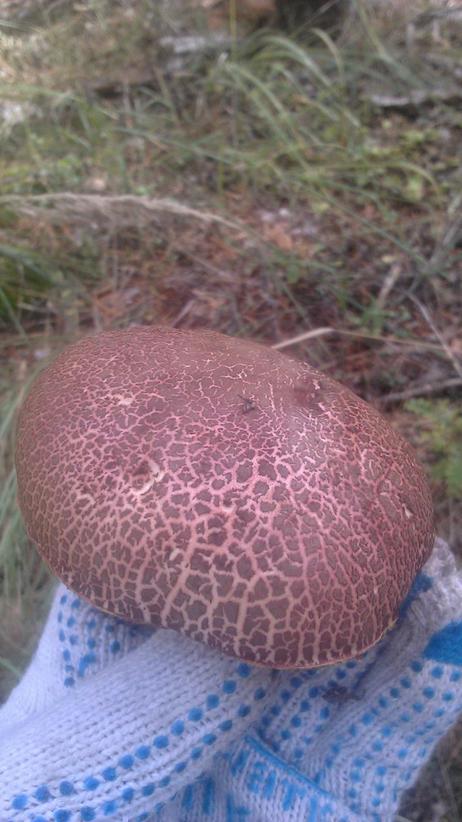 Моховик пёстрый (xerocomellus chrysenteron)