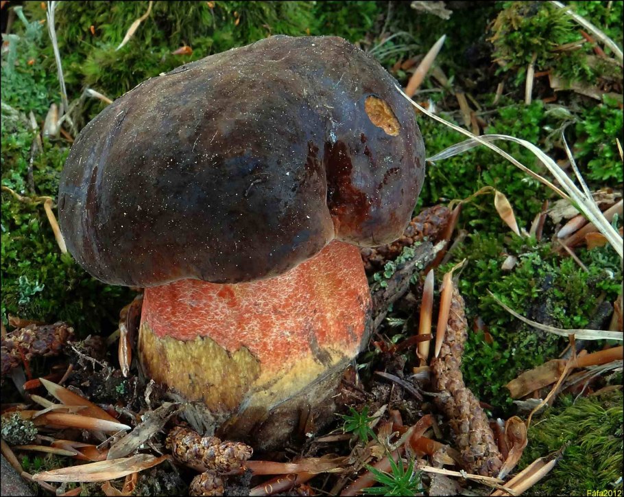 Боровик крапчатый