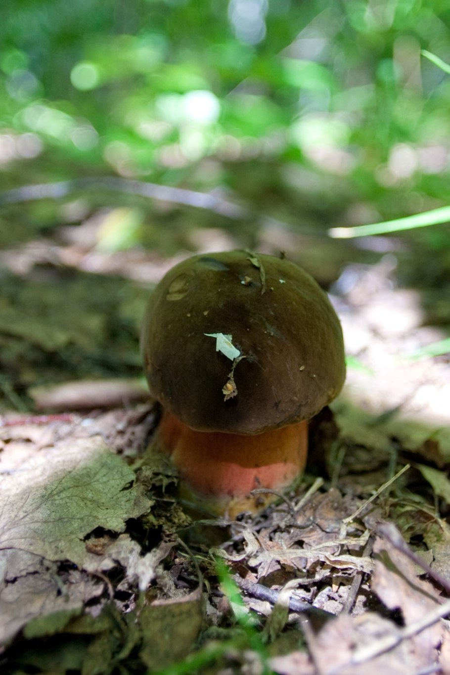 Гриб поддубовик сатанинский