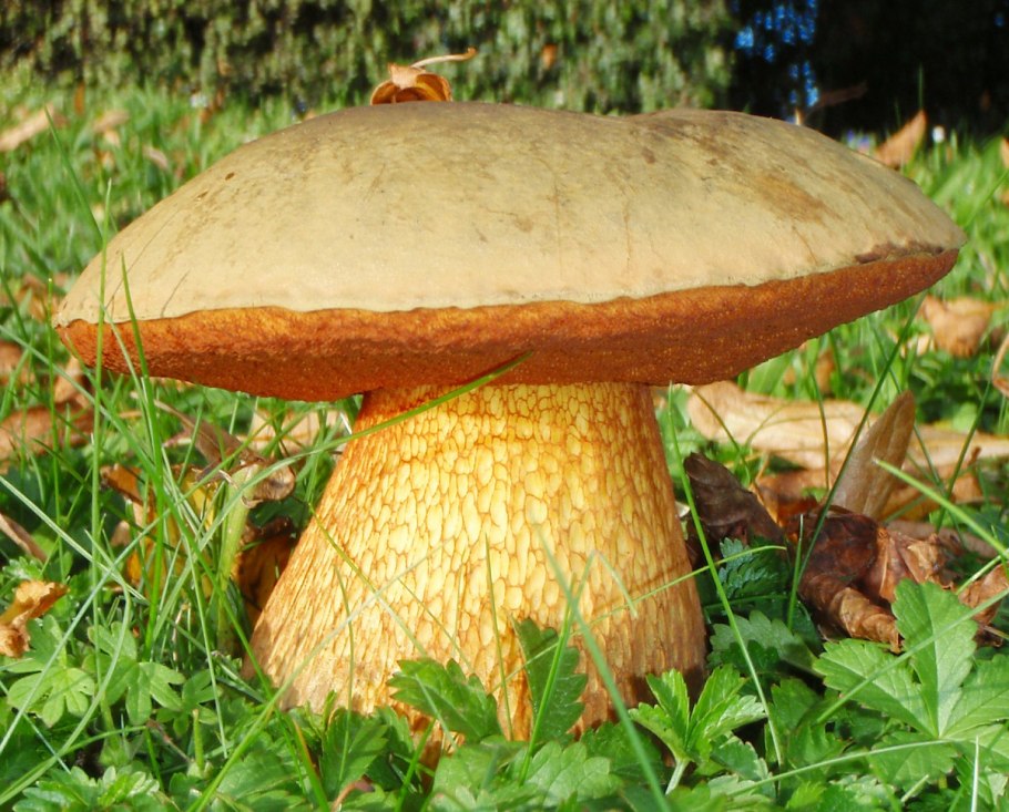 Белый гриб Дубовик