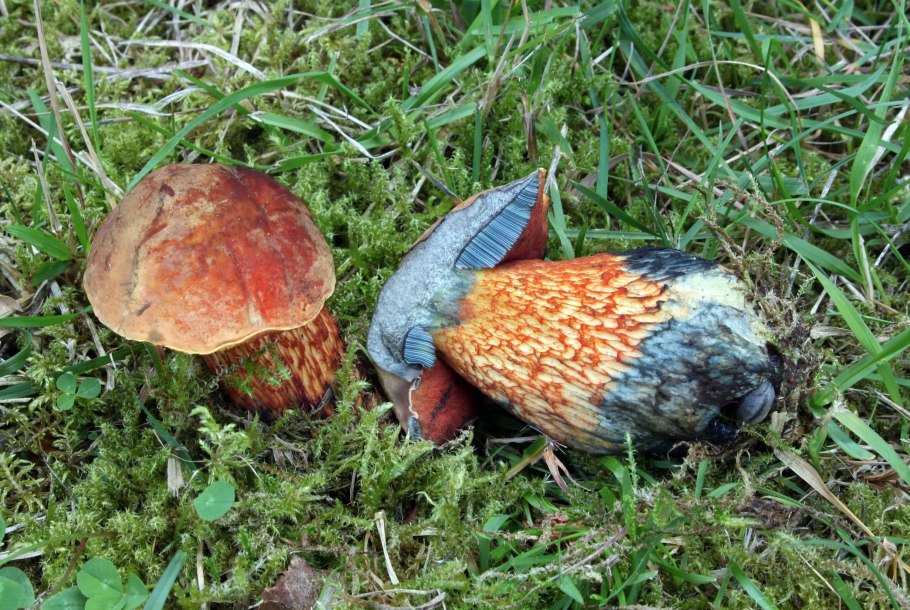 Гриб поддубовик (Дубовик)