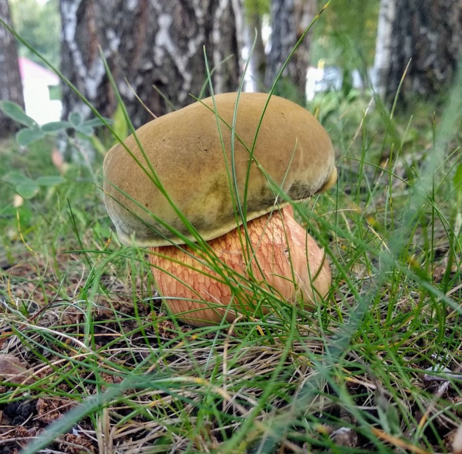 Дубовик свинушки